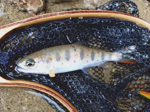 アマゴの釣果