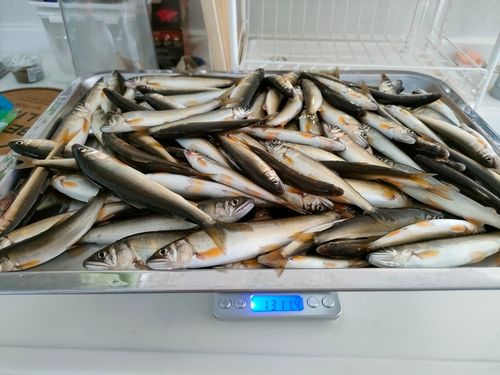 コアユの釣果
