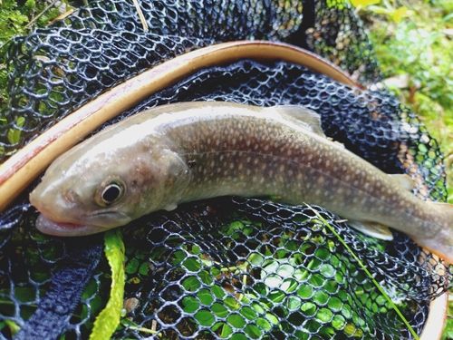 ニッコウイワナの釣果