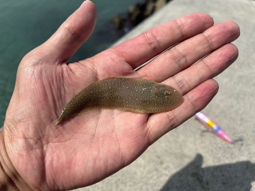 ウシノシタの釣果