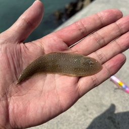 ウシノシタ