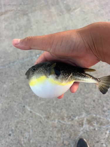 釣果