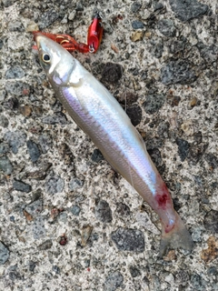 キスの釣果