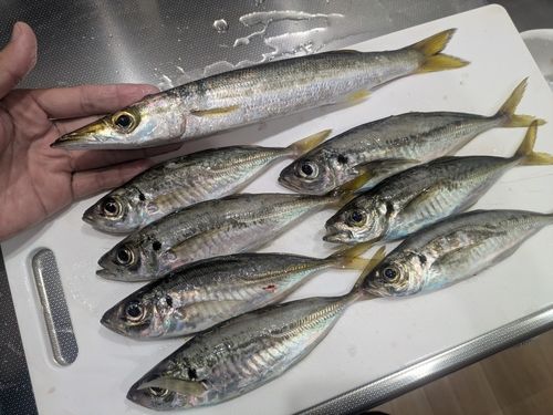 カマスの釣果