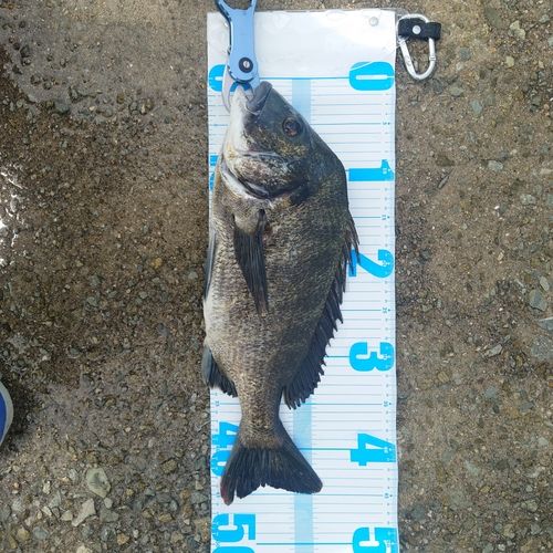 クロダイの釣果