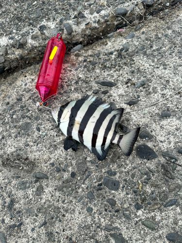 サンバソウの釣果