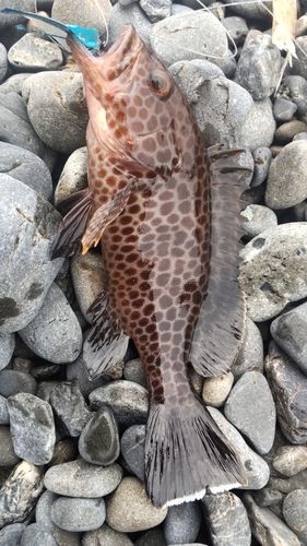 オオモンハタの釣果