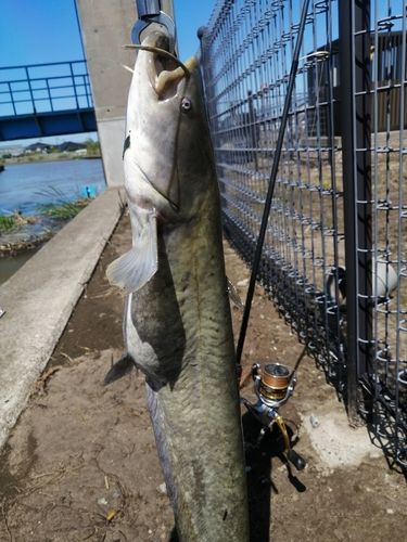 ナマズの釣果