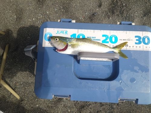 ワカシの釣果