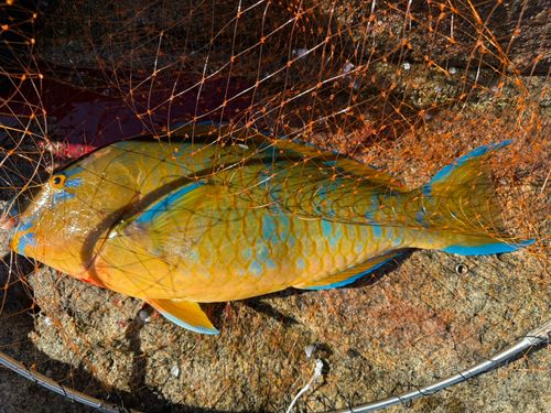ヒブダイの釣果