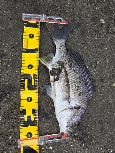 釣果