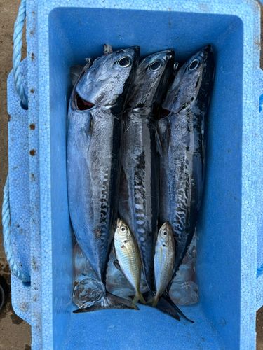 ソウダガツオの釣果