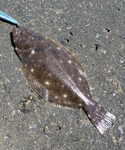 ヒラメの釣果
