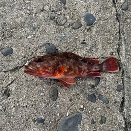 カサゴ