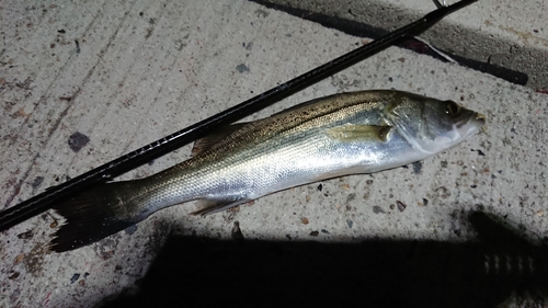 セイゴ（マルスズキ）の釣果