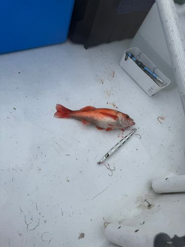 アカムツの釣果