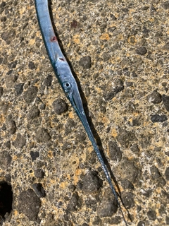 ダツの釣果