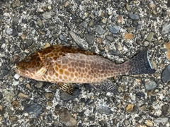 オオモンハタの釣果