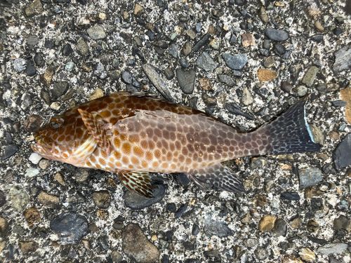 オオモンハタの釣果