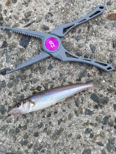 シロギスの釣果