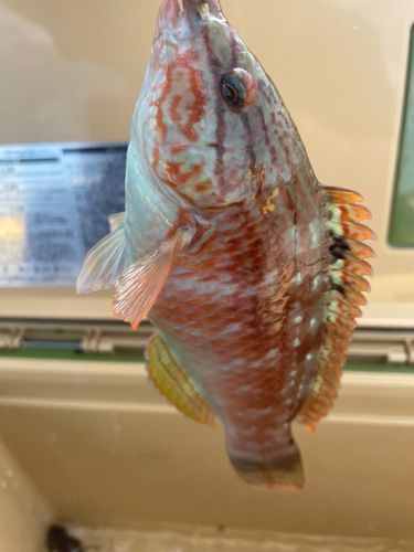 ホシササノハベラの釣果