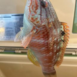 ホシササノハベラ