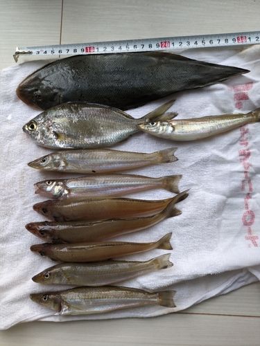 シロギスの釣果