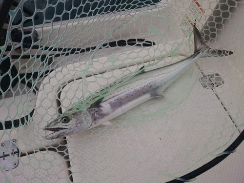 サゴシの釣果