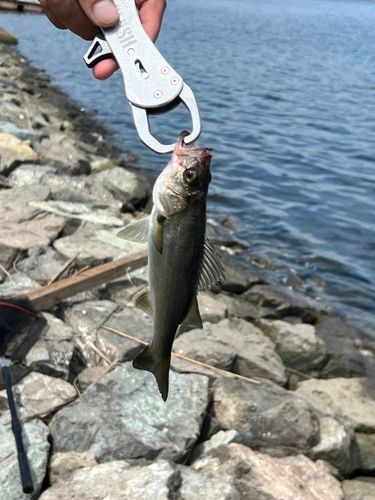 釣果