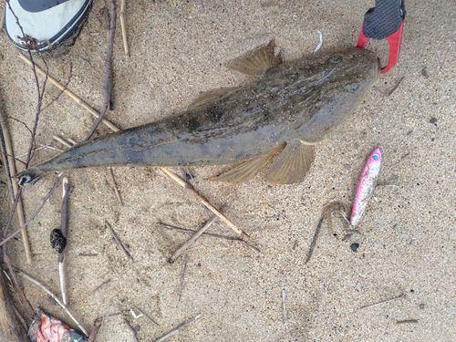 マゴチの釣果