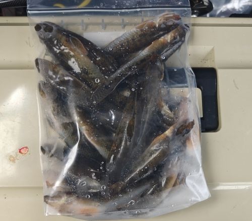 ハゼの釣果