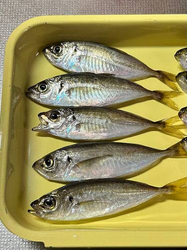 アジの釣果