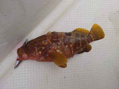 キジハタの釣果