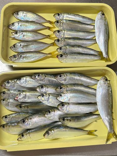 サッパの釣果