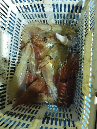 ケンサキイカの釣果