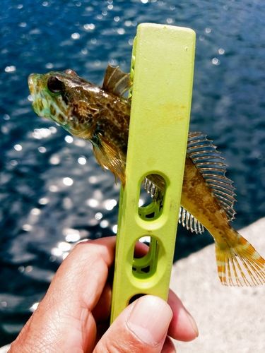 アナハゼの釣果