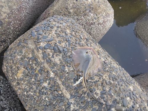 幕張海浜公園