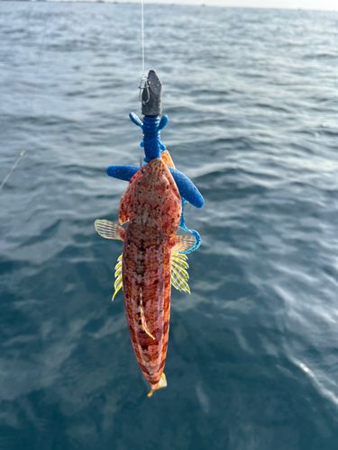 アカエソの釣果