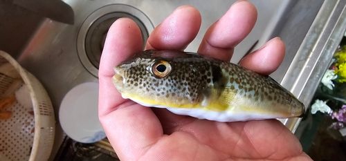 クサフグの釣果