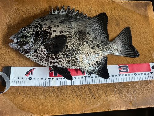 イシガキダイの釣果