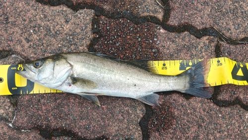 フッコ（マルスズキ）の釣果