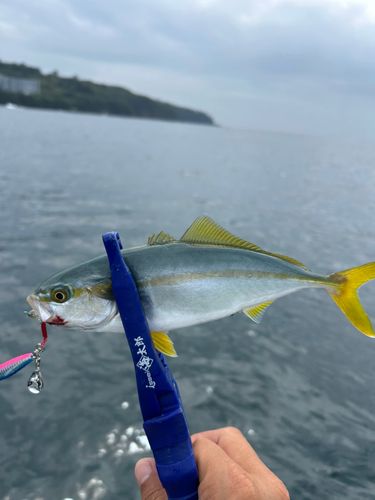 ワカシの釣果