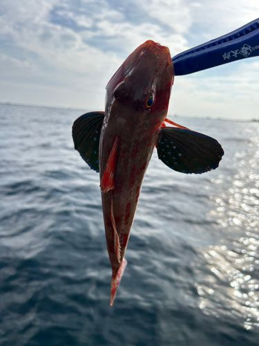 ホウボウの釣果