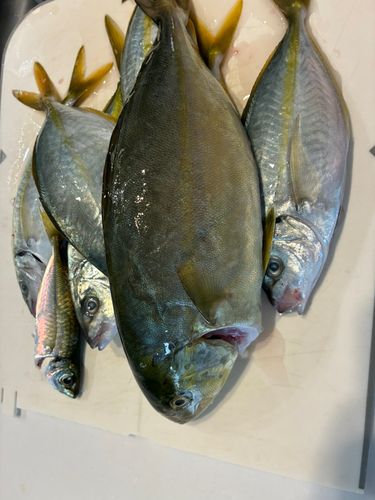 シマアジの釣果