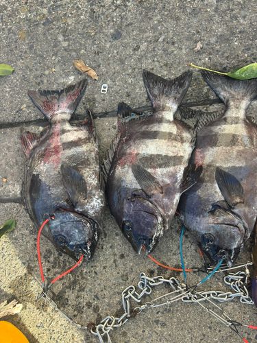 イシダイの釣果