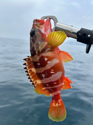 アカハタの釣果