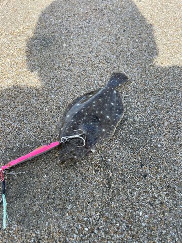 ソゲの釣果