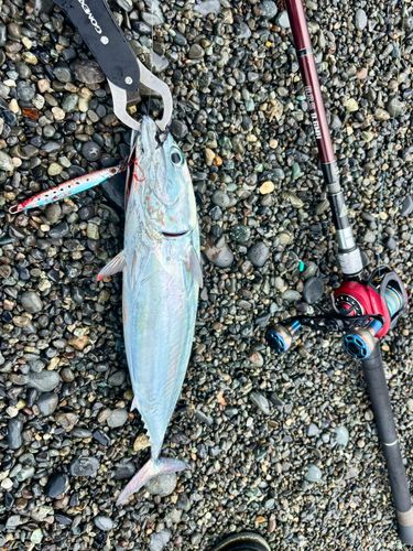 ソウダガツオの釣果