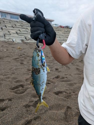 ワカシの釣果
