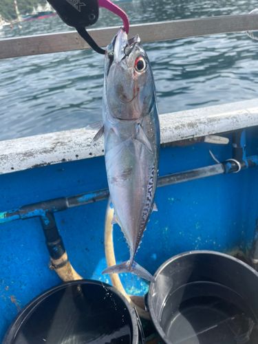 マルソウダの釣果